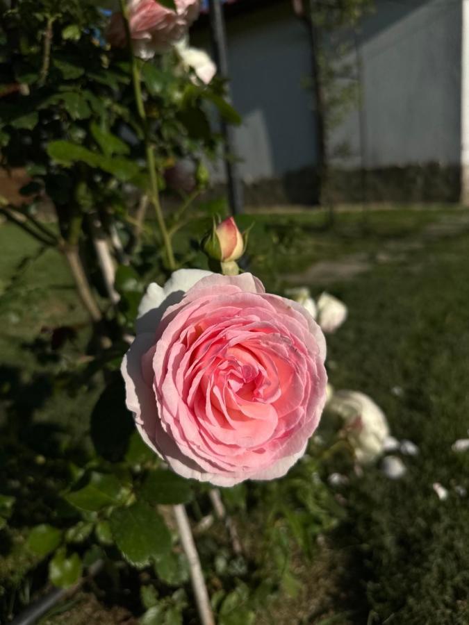 Хотелски Комплекс Копитото Tamarino Esterno foto